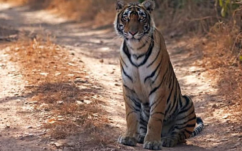 13 Days Rajasthan Tour with Tiger Safari in Ranthambore
